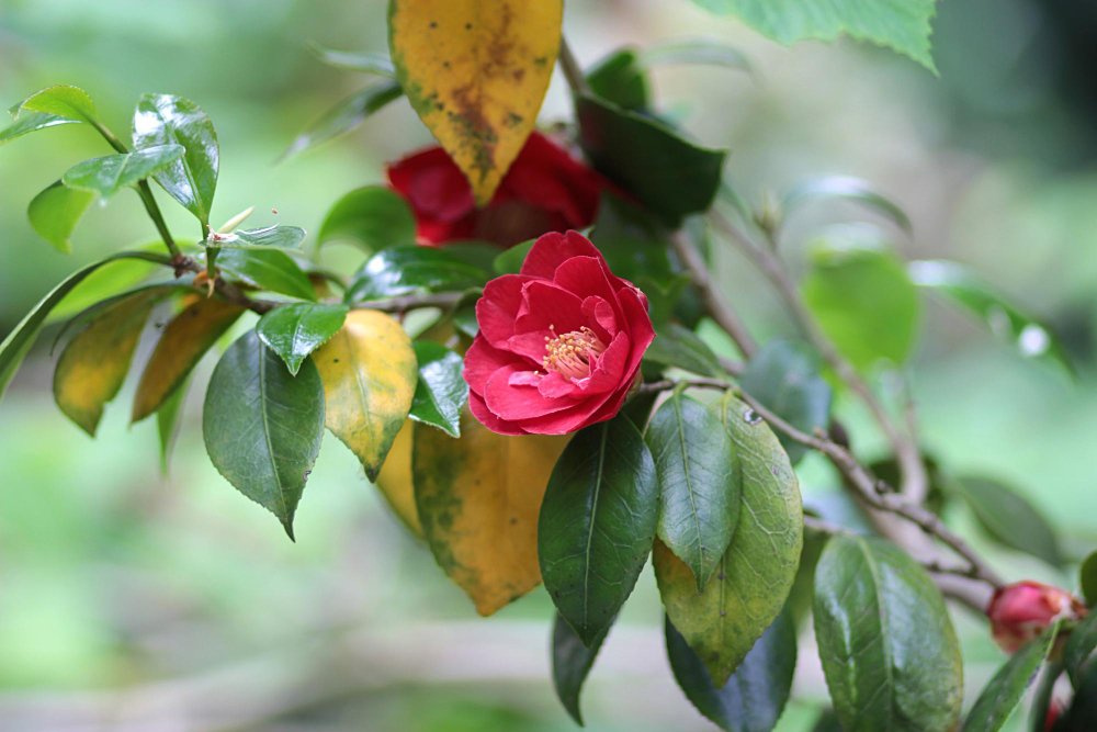 les feuilles de camelia qui jaunissent 