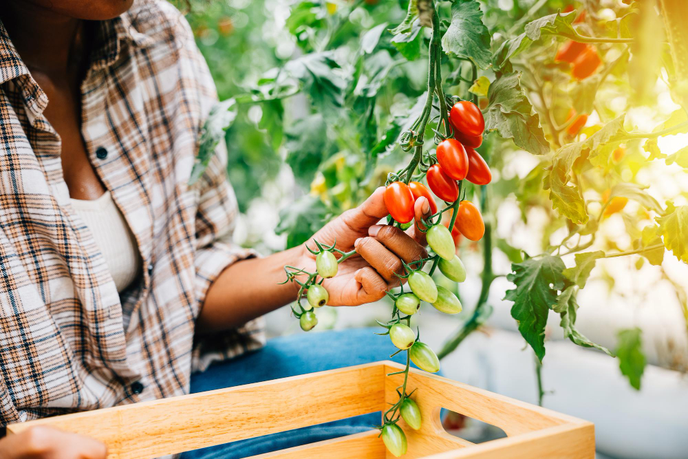 Astuces pour planter des tomates pour une récolte optimale