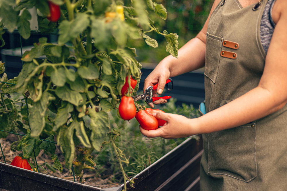 Astuces pour planter des tomates 