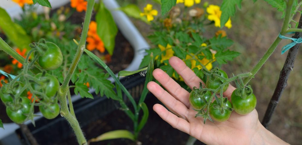 planter des tomates pour une récolte optimale
