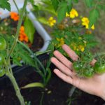 planter des tomates pour une récolte optimale