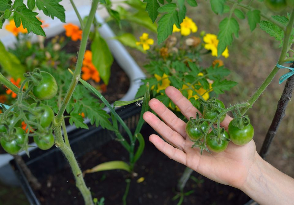planter des tomates pour une récolte optimale